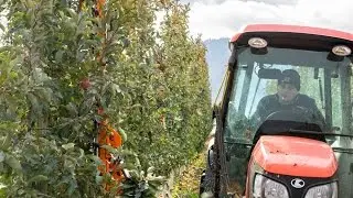 Mechanical fruit tree hedger trials in Brewster, Washington - 2017 IFTA