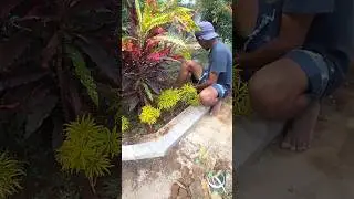 tanam bunga brokoli roselabunga