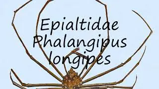 How to pronounce Epialtidae  Phalangipus longipes in English?