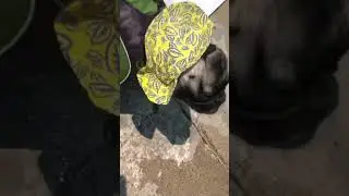 Only 3 Leg! Amazing swimming Pug!