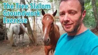 Groundwork With Horses To Have Your Horse Be With You : The Tree Slalom Groundwork Exercise!