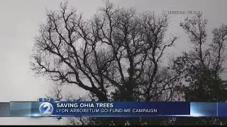Rapid spread of ohia tree deaths found in Hawaii Island forests