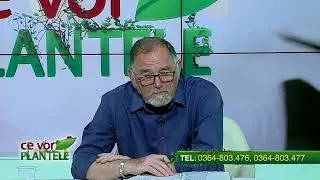 Ce tratament folosim pentru creșterea răsadurilor de varză?