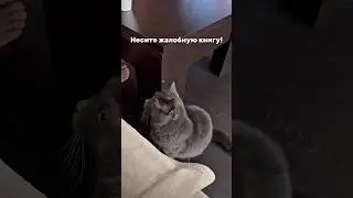 А ваши жалуются?😂 #семейныйблог #семьявместе #домашниеживотные #смешныеживотные #смешныекоты #коты