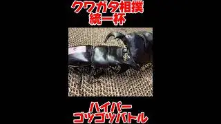クワガタ相撲最強決定統一杯　ダイオウヒラタVSダイオウヒラタ　#shortvideo