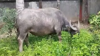 A cow is walking slowly across the field, searching for fresh green grass to eat. 