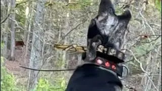 Old stock mountain cur squirrel hunting