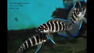 Neolamprologus cylindricus