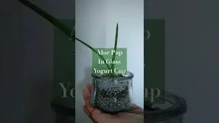 Aloe Pup in Cup, Add Soil?