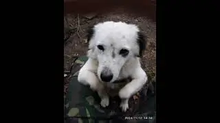Прибижал Бим И начел танцивать