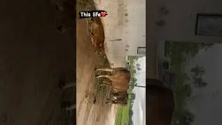 Agriculture life❤️🌾 #vivasayam #cows #dogs #life #agriculture