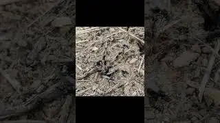 🐜 Vuelo nupcial de Messor Barbarus en Espa&ntilde;a