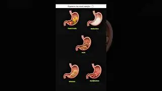 Wrong Food Timing Damages Digestion | food digestion facts | #digestionfacts #foodtiming