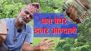 पात बेचेरै करोड पति बनेका गोबिन्द,मोरिङ्गा खेती यसरी गरौं moringa kheti in nepal | sital chini kheti