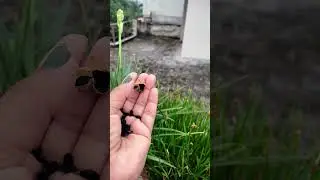how to grow rain lily from seeds