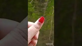 beautiful red # nail paint #trending video #trending nail paint video