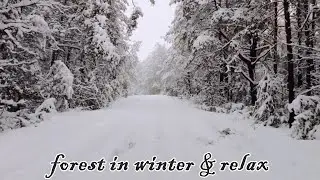 Relax music and forest in winter - just relax and have fun, rest