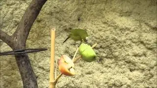 Birds in the Sch&ouml;nbrunn Zoo, Vienna, Austria