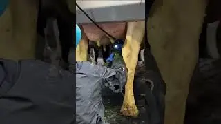 Modern Farm Daily Processes at 2023 | Pretty Girl | Tractor John Deere | agro