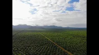 Palm Oil News Clips - Positive and Negative