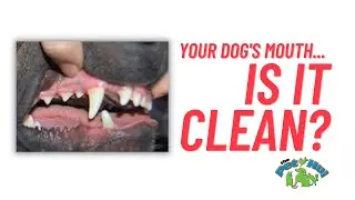 How Clean Is Your Dog's Mouth?