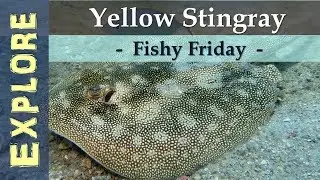Fishy Friday : The Yellow Stingray