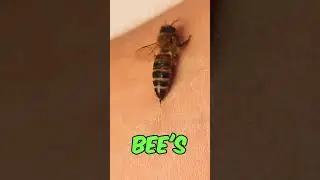 What REALLY Happens After a Honey Bee Stings You?  🐝 #shorts