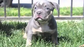 Pocket Blue Tri Color Bully Puppy
