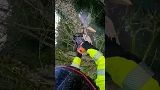 Cutting a maple tree!