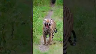 The Royal Walk: Exploring the Trails of India's Tigers #TigersOfIndia #WildlifeConservation