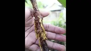 Rooting idea without soilmix on tree plant #shortsvideo