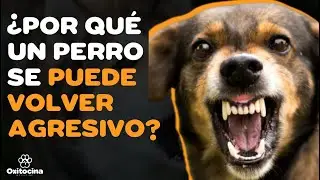 10 RAZONES POR LAS QUE UN PERRO SE TORNA AGRESIVO