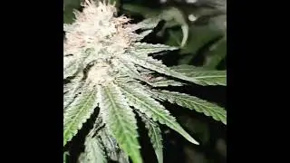 Fruity Pebbles and Pineapple Express Auto Late Flower #420 #gas #indoorgrow #shorts #cannabis