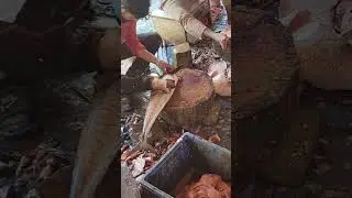 Surf Seining and Fish Market in Panjim, Goa, India #fishmarket #goaindia #fishingindia