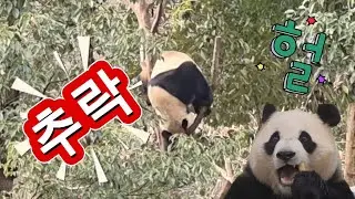 2/2 푸바오실시간 오전(1) 헐~ 옆집 항바오 나무에서 추락 ㅠㅠ.  조심조심 아가들아~