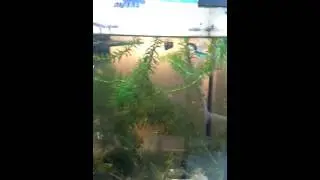 Ausmalvideo teil 1