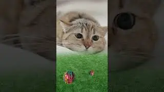Best Cat Toys Online