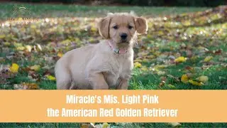 Miracle's Mis. Light Pink the American Red Golden Retriever - Manding