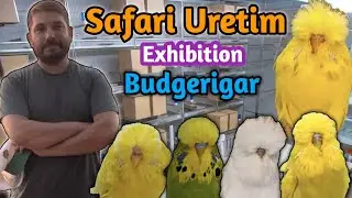 Safari Uretim Exhibition Budgiegar Breeder from Turkey 🇹🇷 || Beautiful Show Budgies 