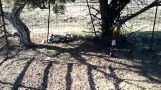 The Chronicles of KP (aka The Hog Whisperer)