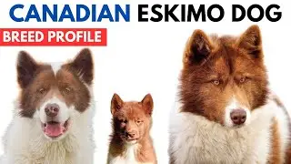 Canadian Eskimo Dog Breed Profile History - Price - Traits - Canadian Inuit Dog Grooming Needs