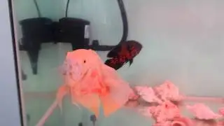 LONGFIN OSCAR A.K.A. VEILTAIL OSCAR AND RED TIGER