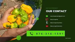 Nutrient Management Plan Scotch Bonnet Pepper Farming in Jamaica
