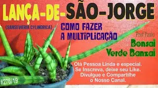 Como fazer mudas
da lança de são jorge (Sansevieria cylindrica).