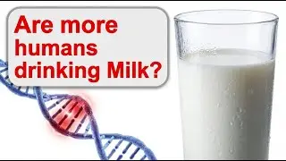 From Sickness to Superpower: The Evolution of Milk Drinking