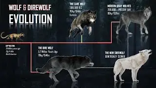Evolution & Timeline Of Wolves and The Direwolf
