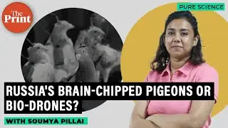 Russia's brain-chipped pigeons: The rise of bio-drones & how they work