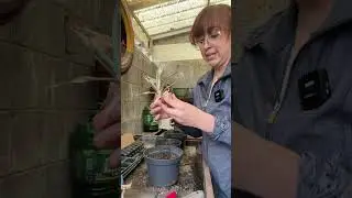 Want to propagate pineapples? 🍍 Offshoots VS Crown 🌱
