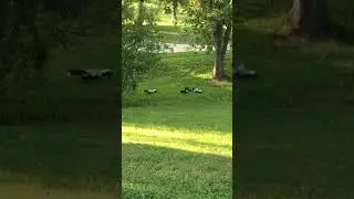 Family of skunks with 4 babies walking in our yard. #cute #funny #skunks #family