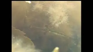 Spinachia spinachia fifteen spined stickleback foraging amongst seaweed. Marine stickleback.